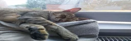 Savannah cats for sale: Archie  - Advert 3