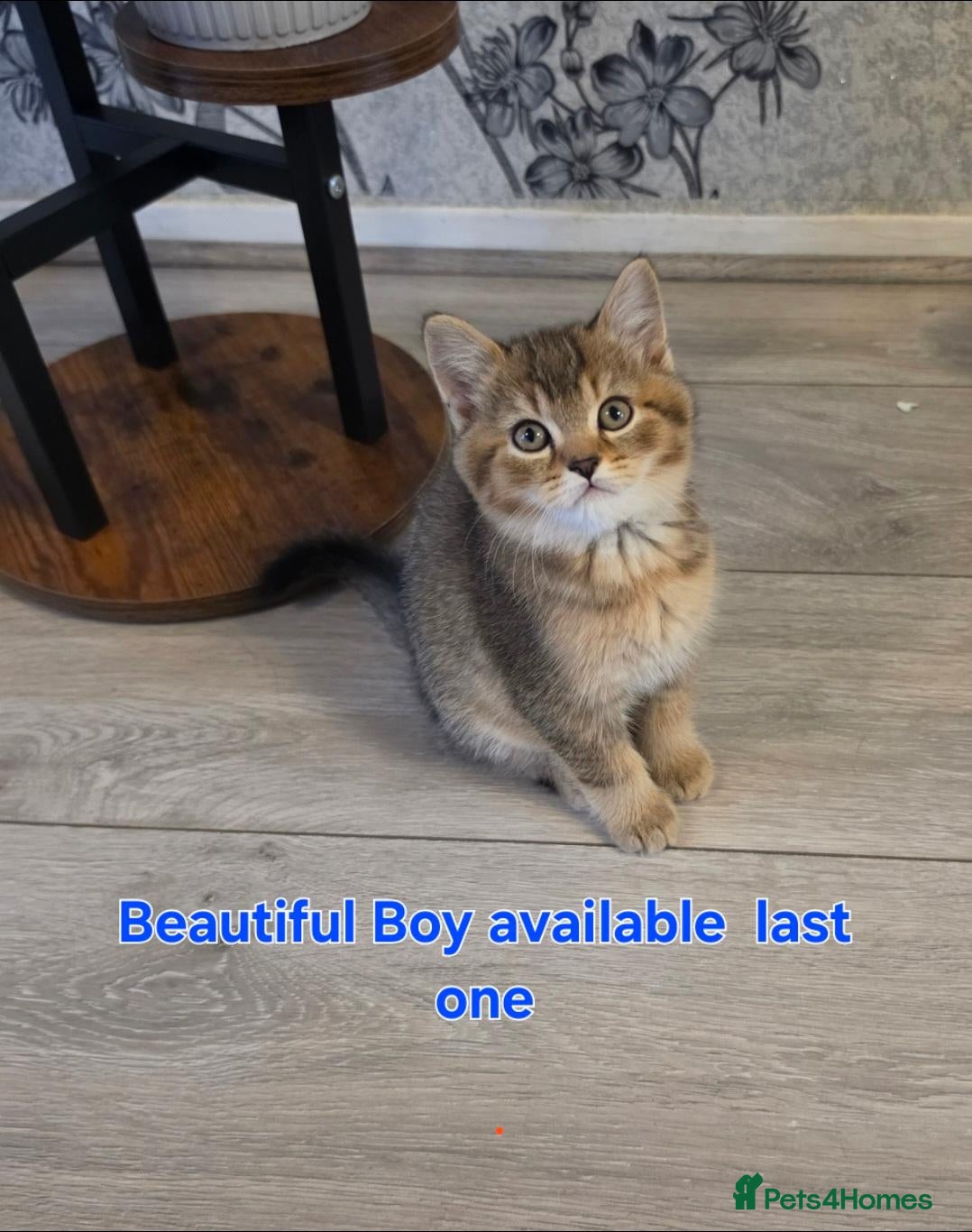 Scottish Fold cats 1 Boy lef shinshila Scottish straight ears  - Advert 1