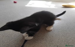 Mixed Breed cats for sale: 1 gorgeous female bengal x kitten for sale. - Image 3