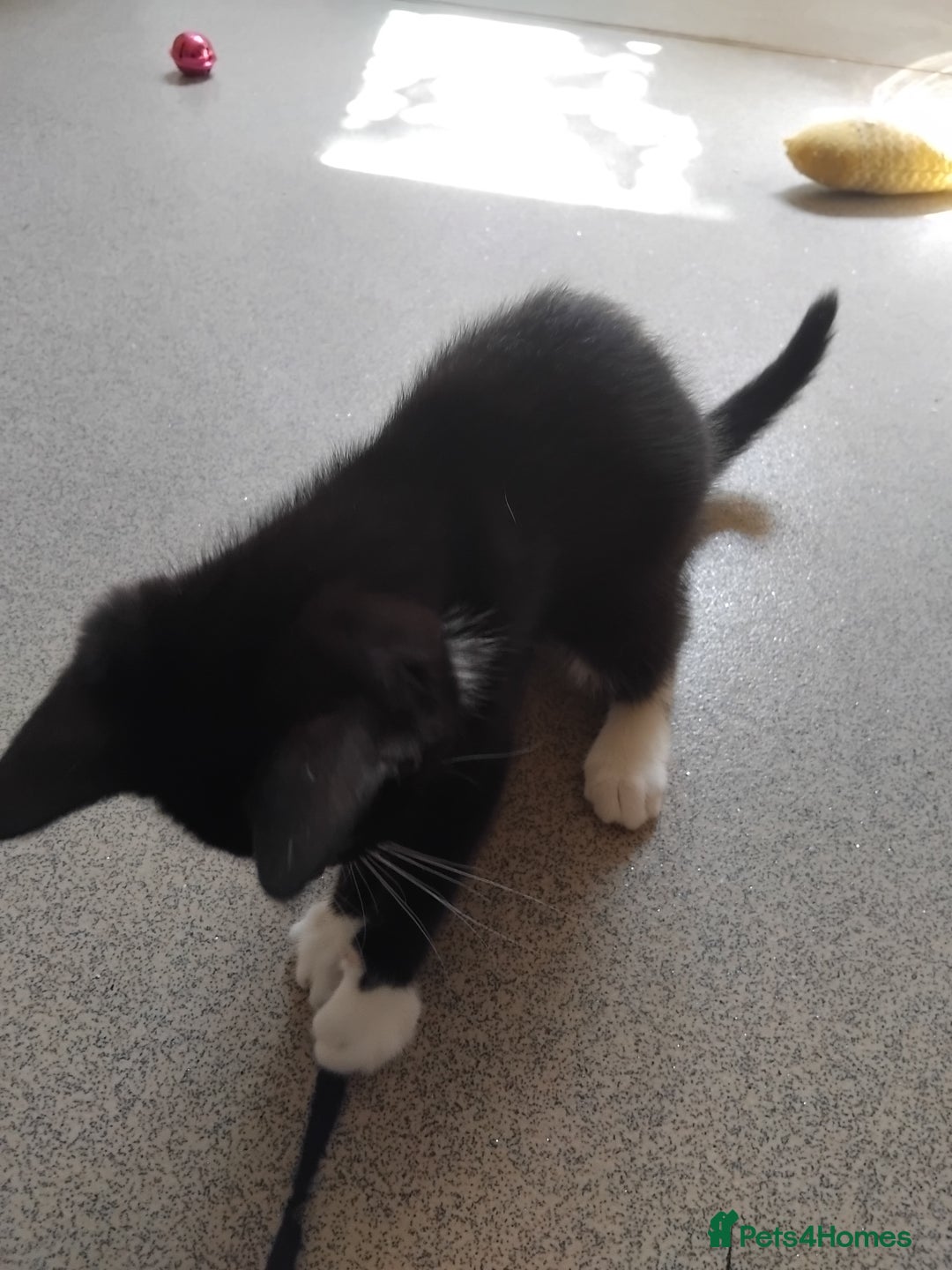 Mixed Breed cats for sale: 1 gorgeous female bengal x kitten for sale. - Image 3