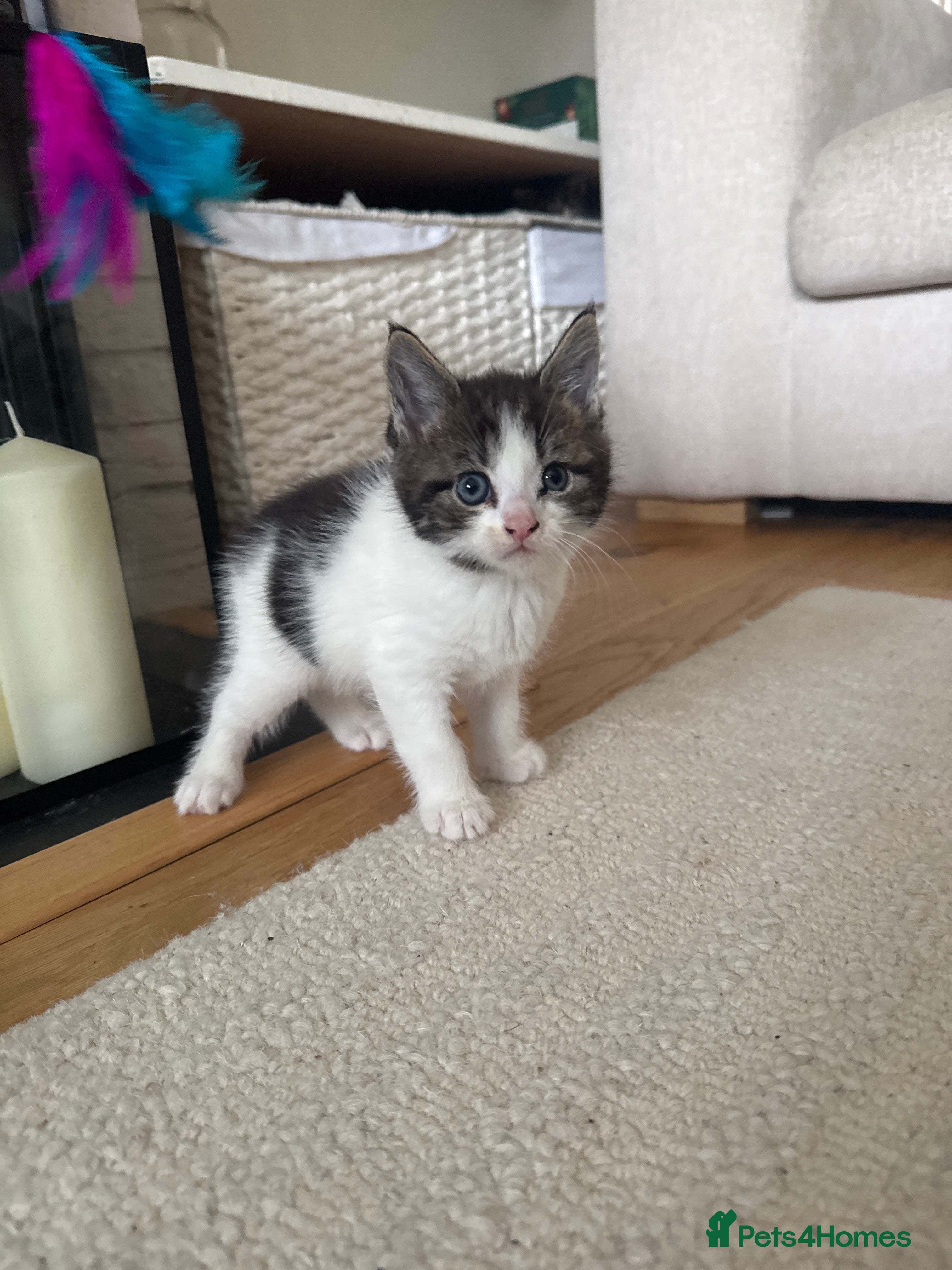 Mixed Breed cats Maincoon kittens (mixed breed) - Advert 3