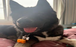 Akita dogs for sale: American Akita- Loyal and a wonderful temprement. - Image 4