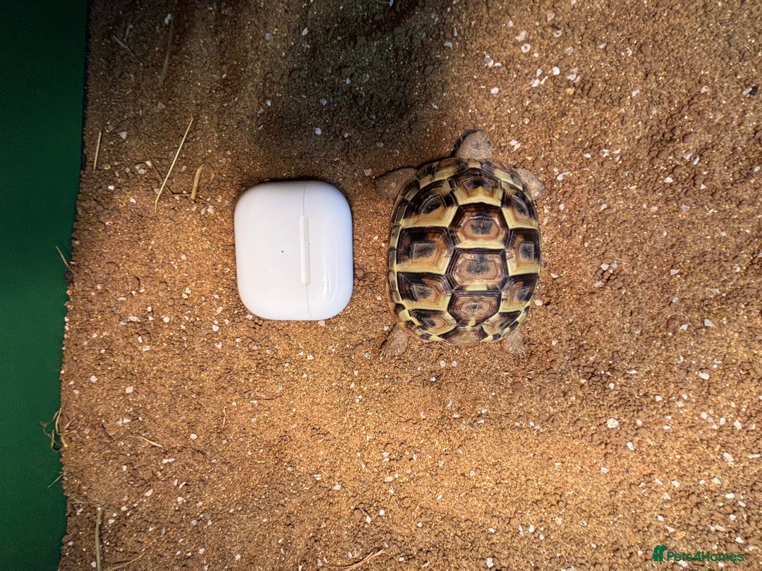Tortoise reptiles for sale: Tortoise plus full set up - Image 3