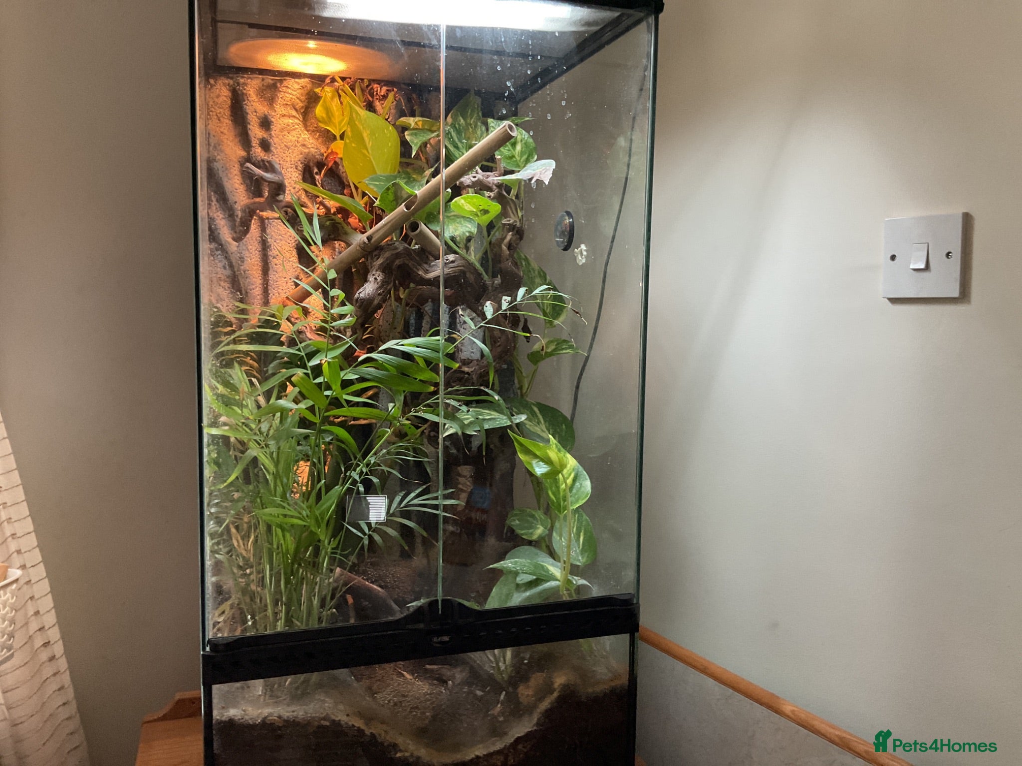 Gecko reptiles Neon geckos  - Advert 2