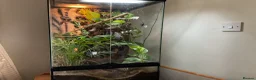 Gecko reptiles for sale: Neon geckos  - Advert 1