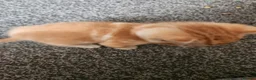 Mixed Breed cats for sale: Kittens - Advert 6