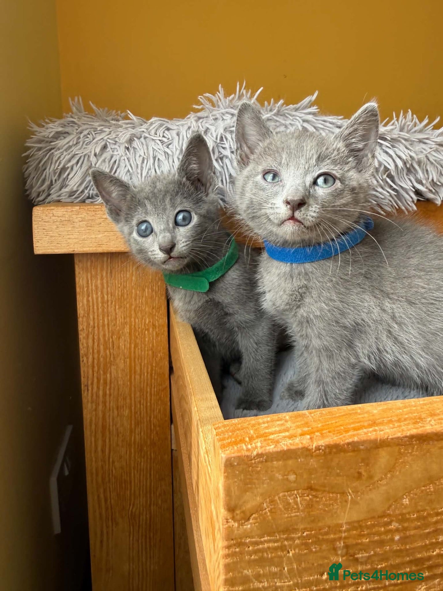 Russian Blue cats TICA REGISTERED Pure Breed Russian Blue Kittens - Advert 1