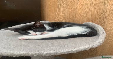 Mixed Breed cats - Advert 5