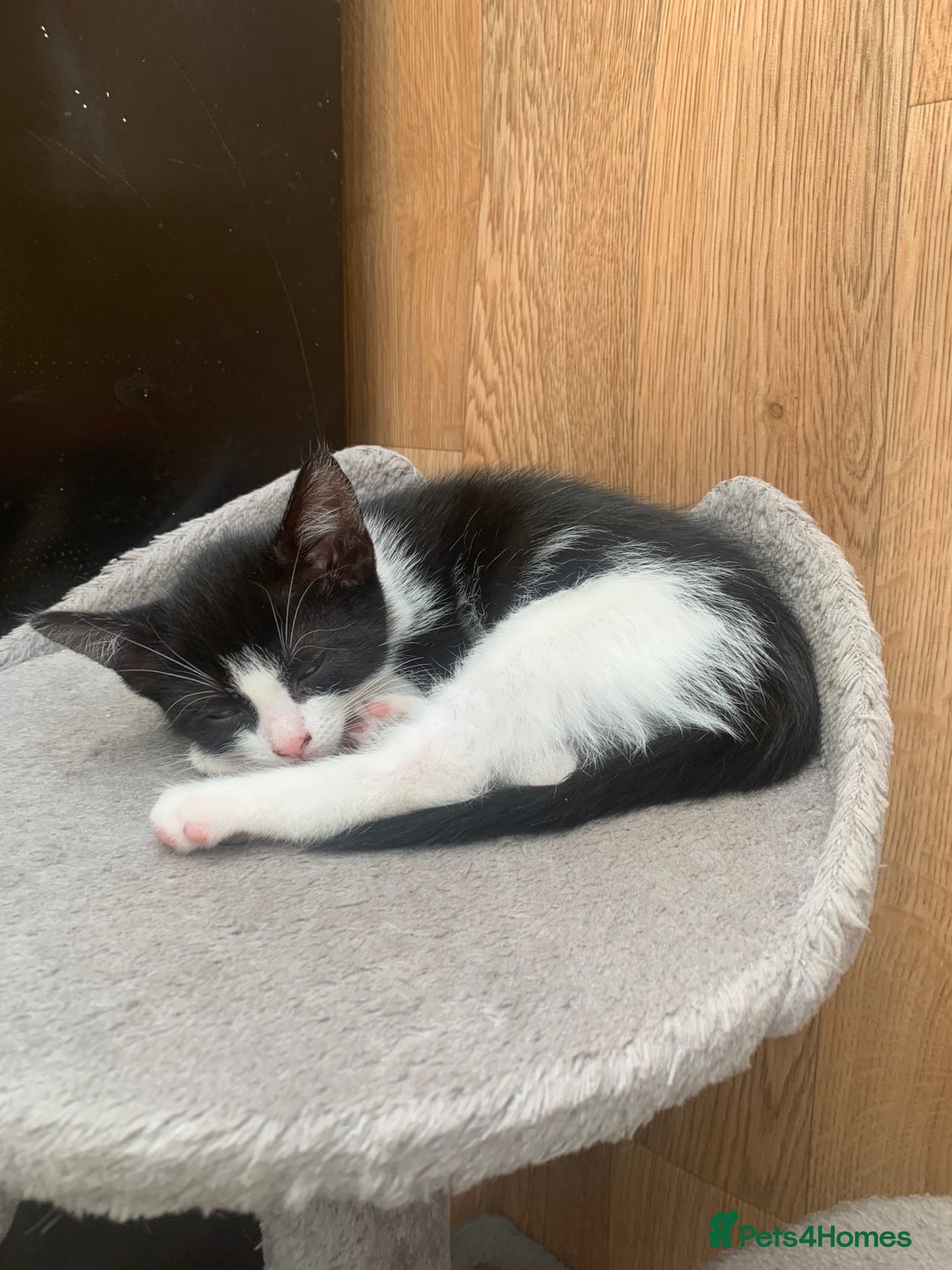 Mixed Breed cats for sale: Last two cuddly kittens - Image 2