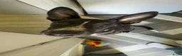 Mixed Breed dogs for sale: Coco the Belgium Mali in Stockton-on-Tees - Advert 9