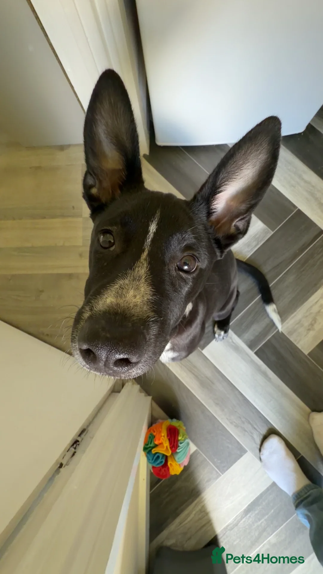 Mixed Breed dogs for sale: Coco the Belgium Mali in Stockton-on-Tees - Advert 9