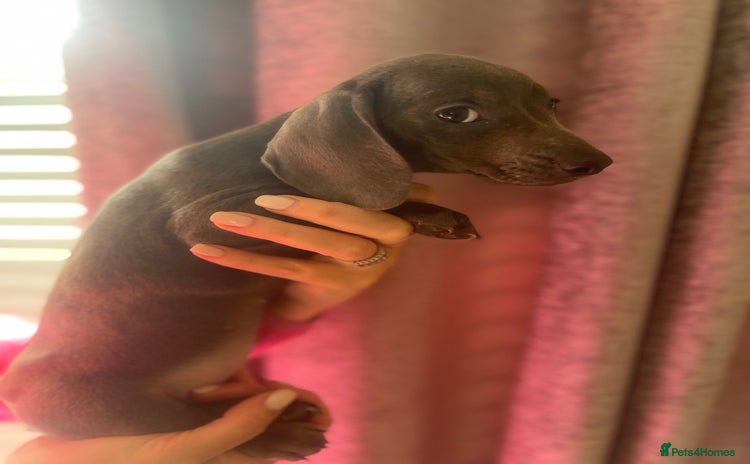 Dachshund dogs - Advert 4