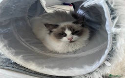 Ragdoll cats for sale: Adult female ragdoll - Image 2