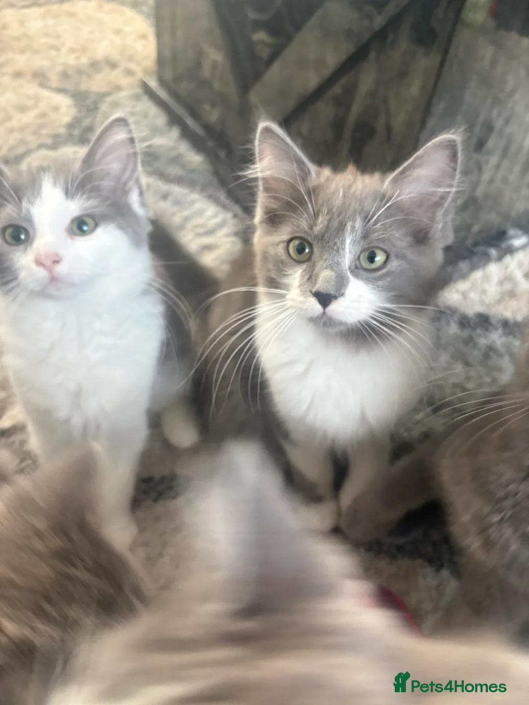 Ragdoll cats for sale: Six beautiful ragdoll and snowshoe kittens - Advert 2