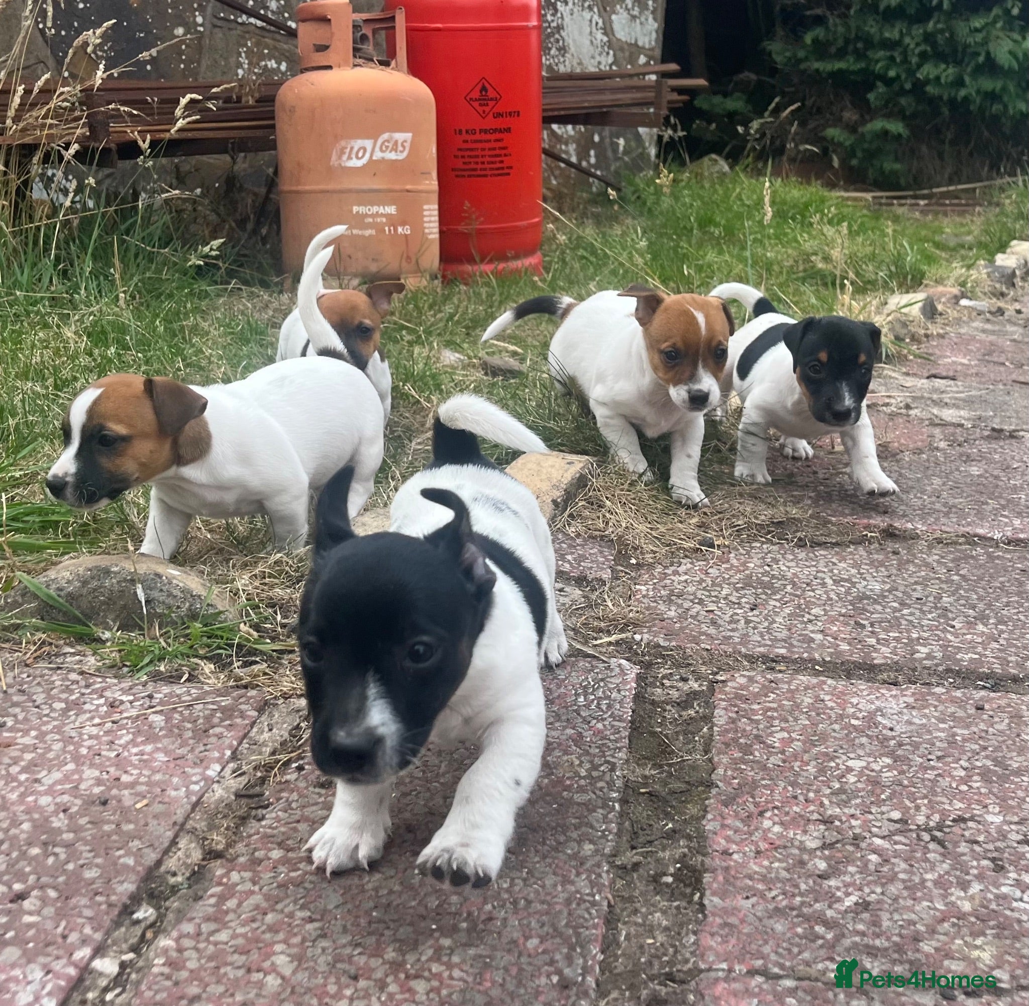 Jack Russell dogs 5 male Jack Russell puppies ready to go - Advert 1