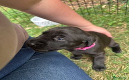 Mixed Breed dogs for sale: 3/4 Labradors puppy’s for sale  - Image 8