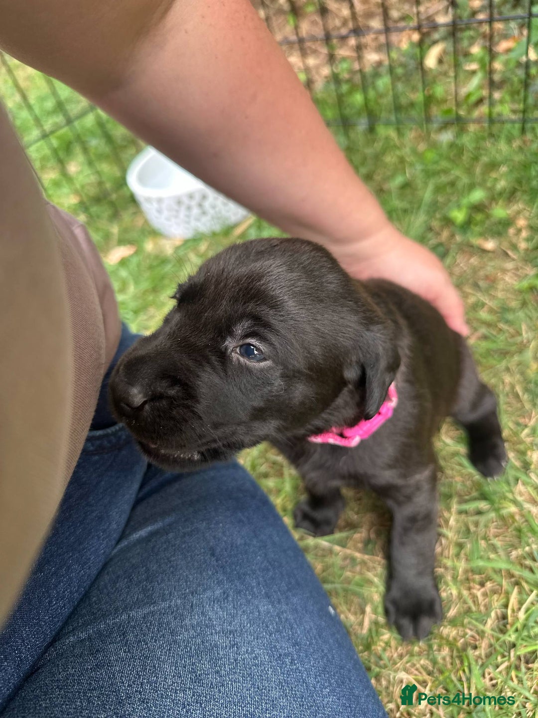 Mixed Breed dogs for sale: 3/4 Labradors puppy’s for sale  - Image 8
