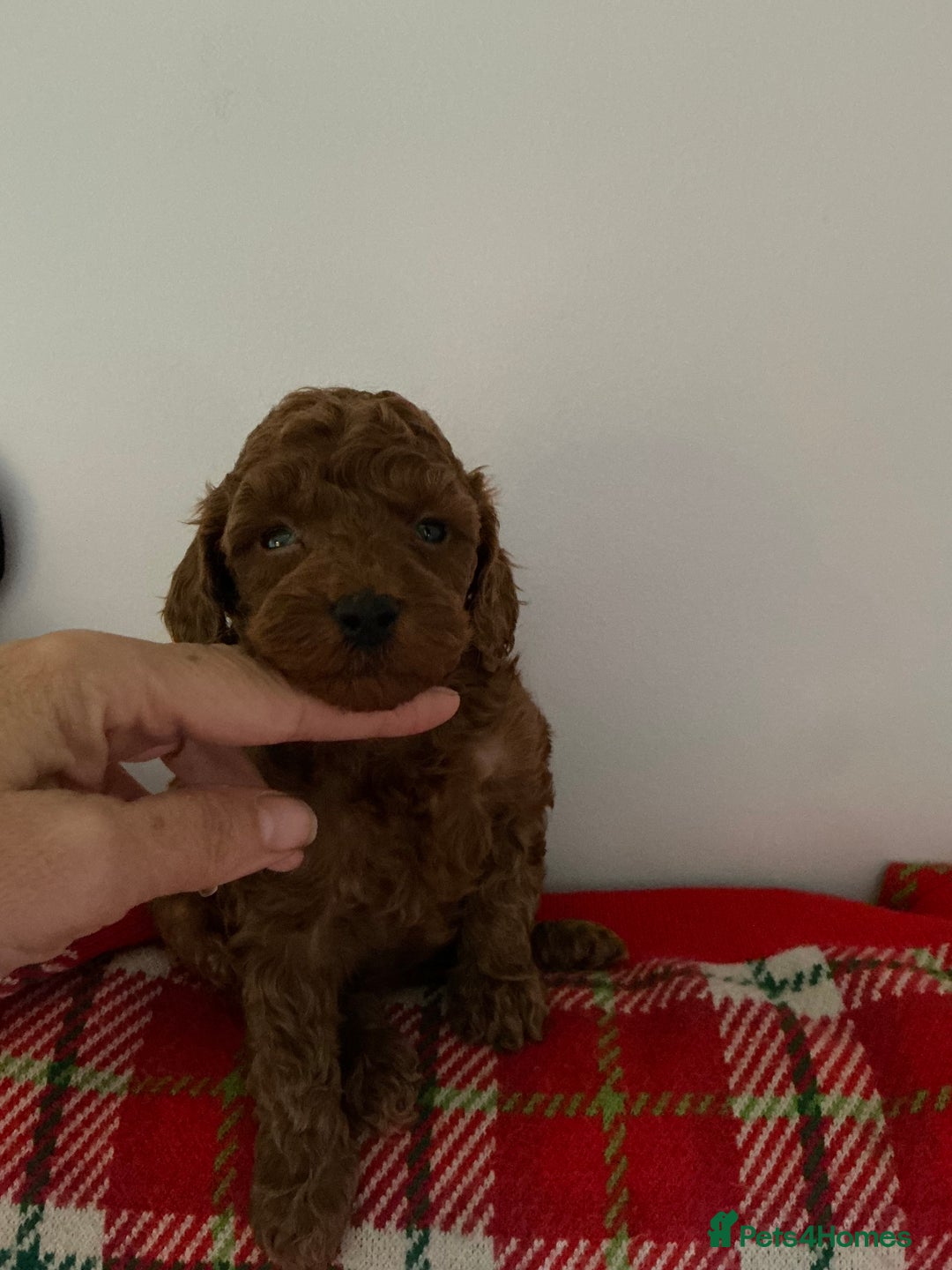 Toy Poodle dogs for sale: Deep Red Toy Poodles Ready 22nd December - Advert 3