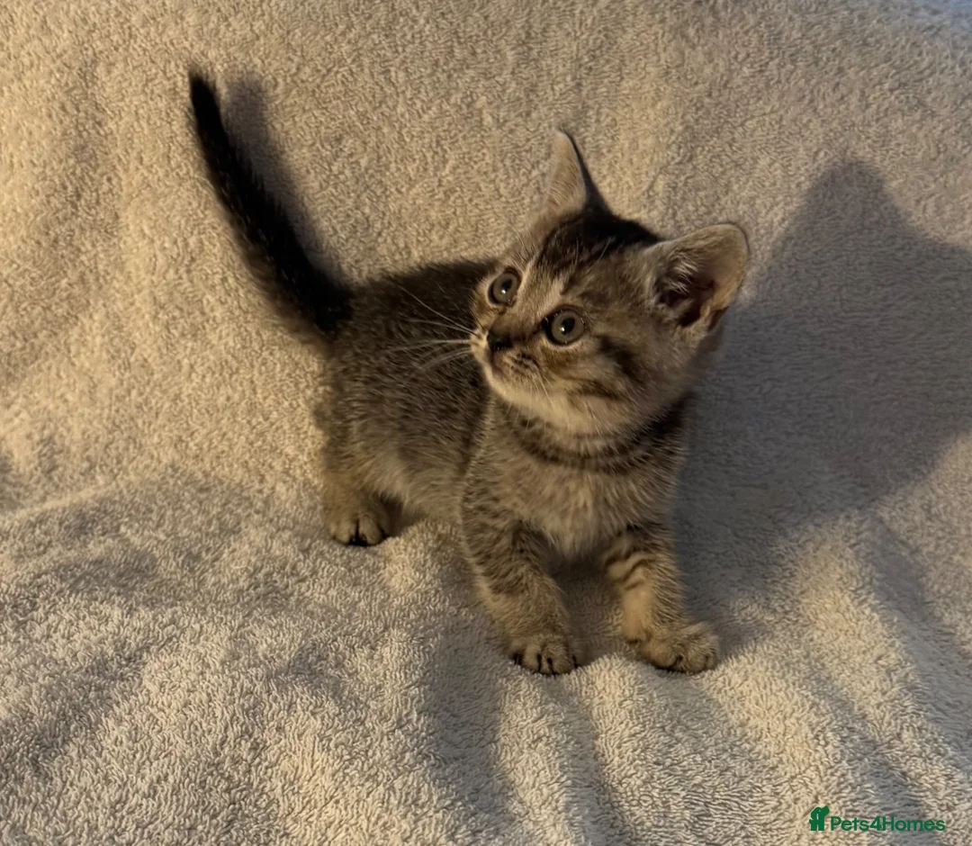 British Shorthair cats for sale: British shorthair kittens from champion lines  - Advert 2