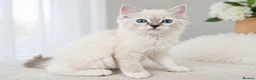 Ragdoll cats for sale: 👑Grand Champion Bloodlines Ragdoll Kittens👑 - Advert 10