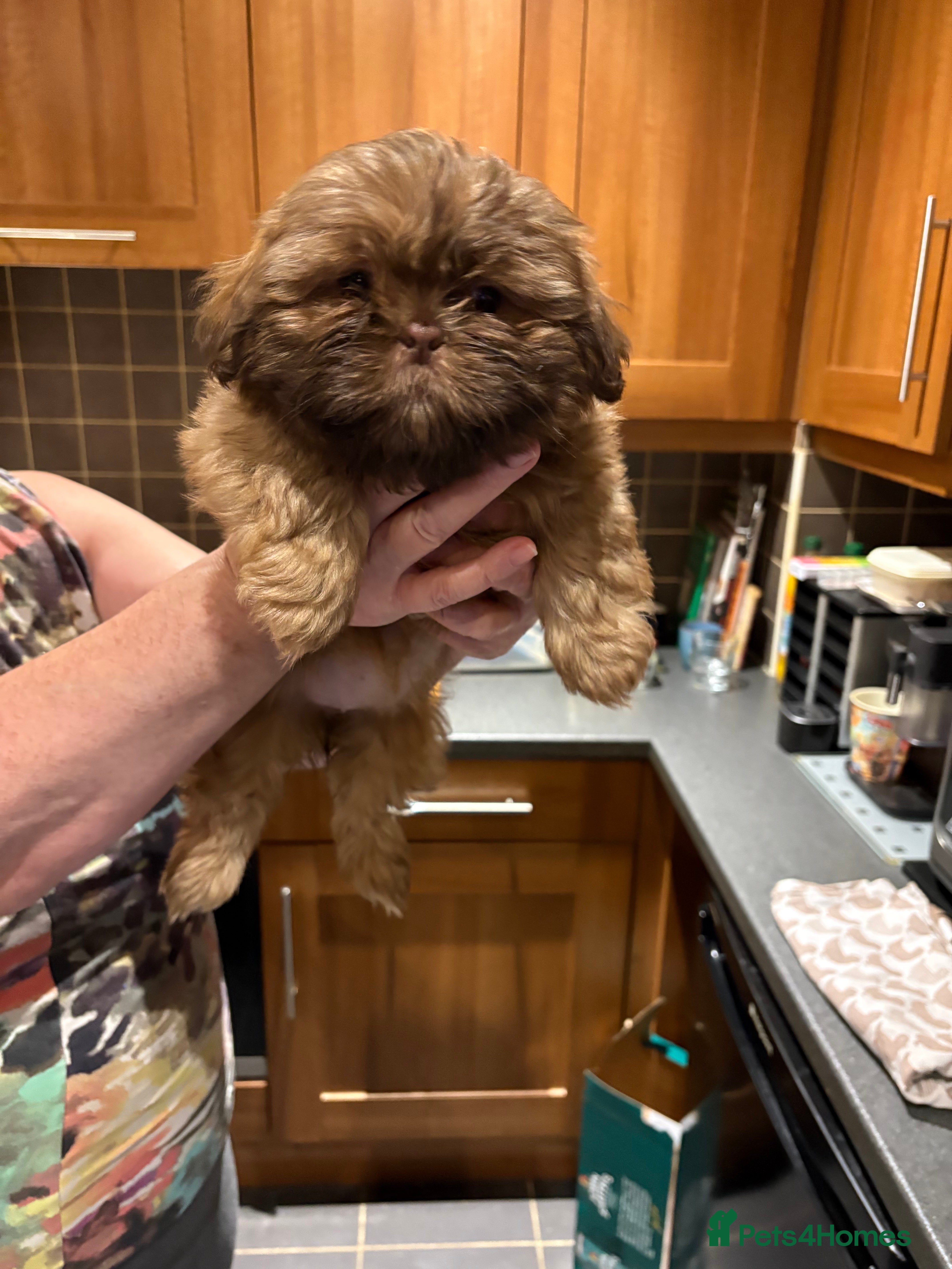 Shih Tzu dogs KC Black Zorro for stud - Advert 7
