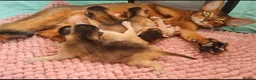 Abyssinian cats for sale: 🎖🏆🏅last 2 Abyssinian kittens  - Advert 34