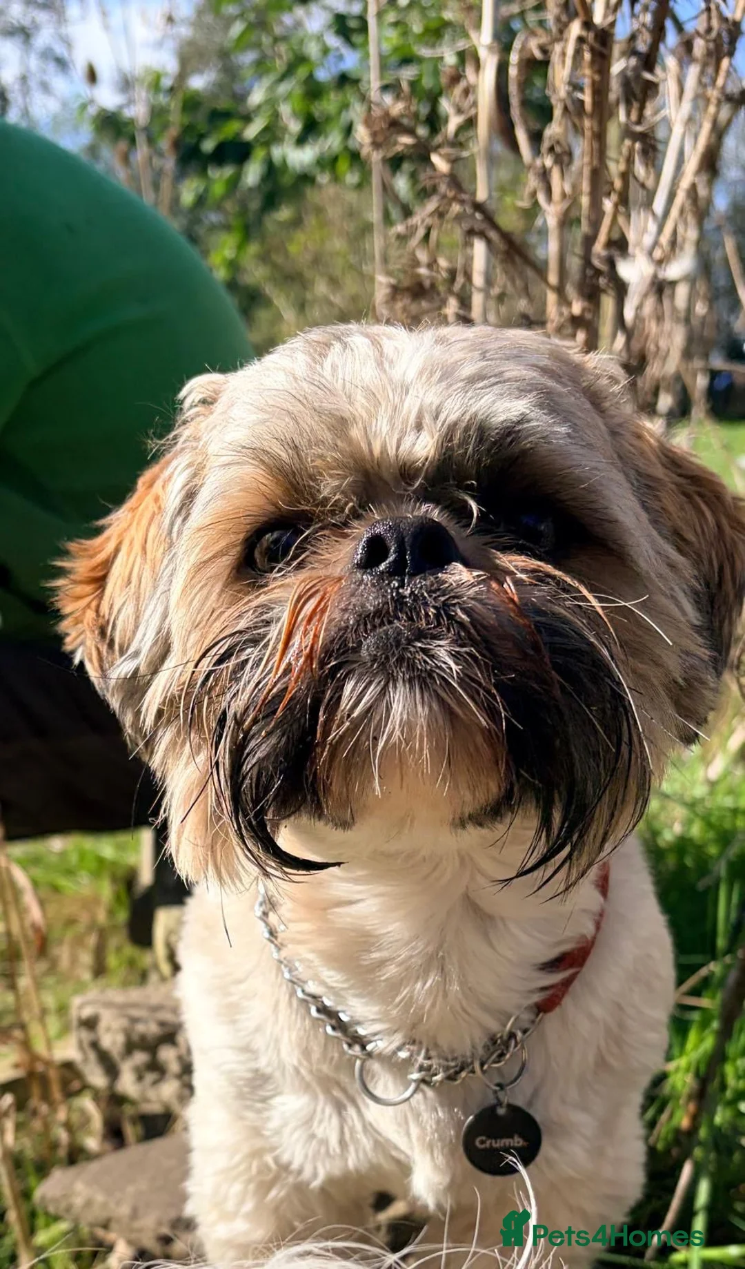 Shih Tzu dogs for stud: Riley  in Bolton - Advert 2