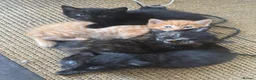 Mixed Breed cats for sale: Gorgeous little kittens - Advert 9