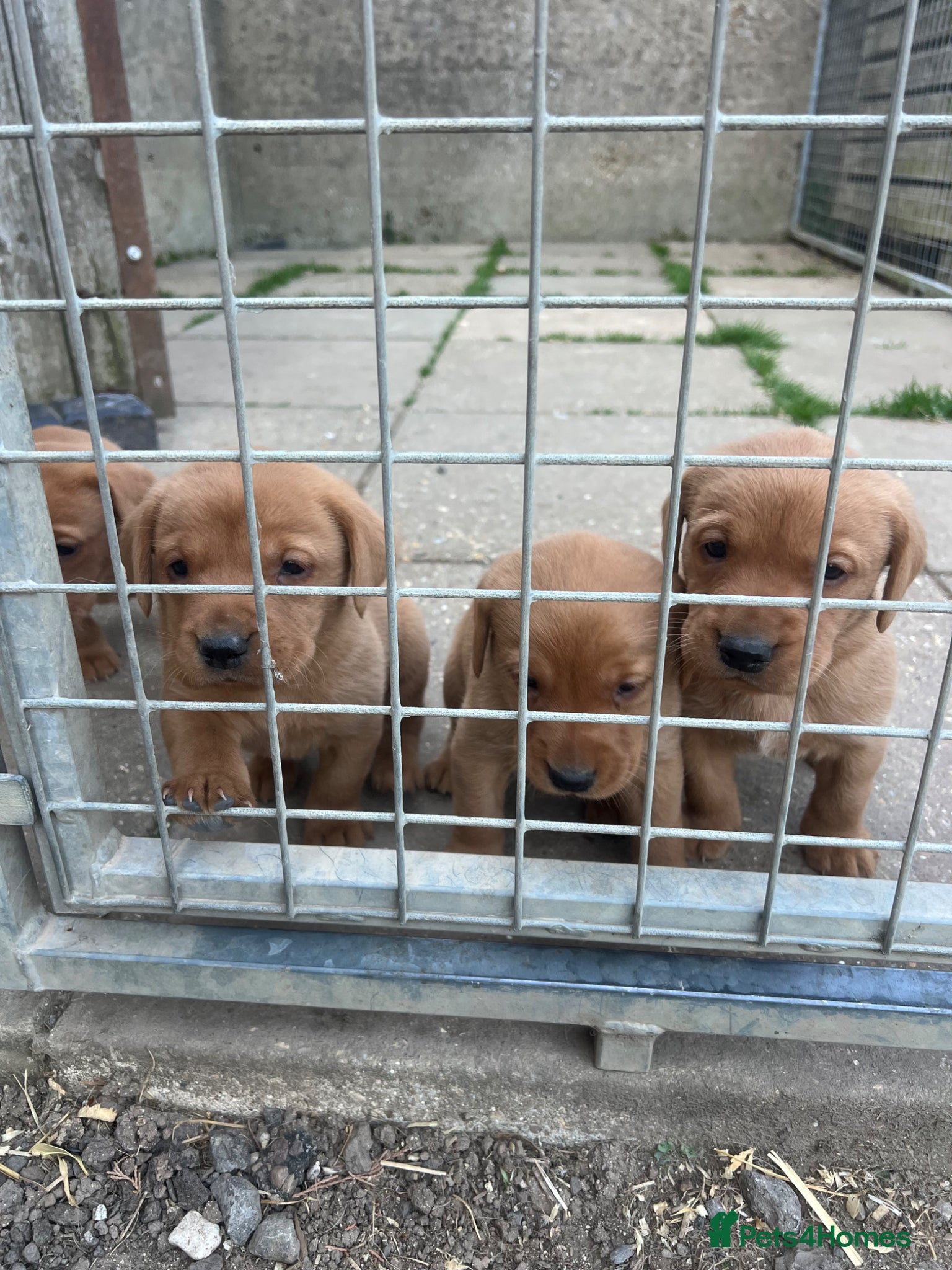 Labrador Retriever dogs Stunning Fox Red Labrador pups for sale - Advert 11