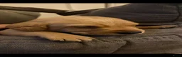 Labrador Retriever dogs for sale: Cracking KC Reg Labrador puppies for sale in Brechin - Advert 7