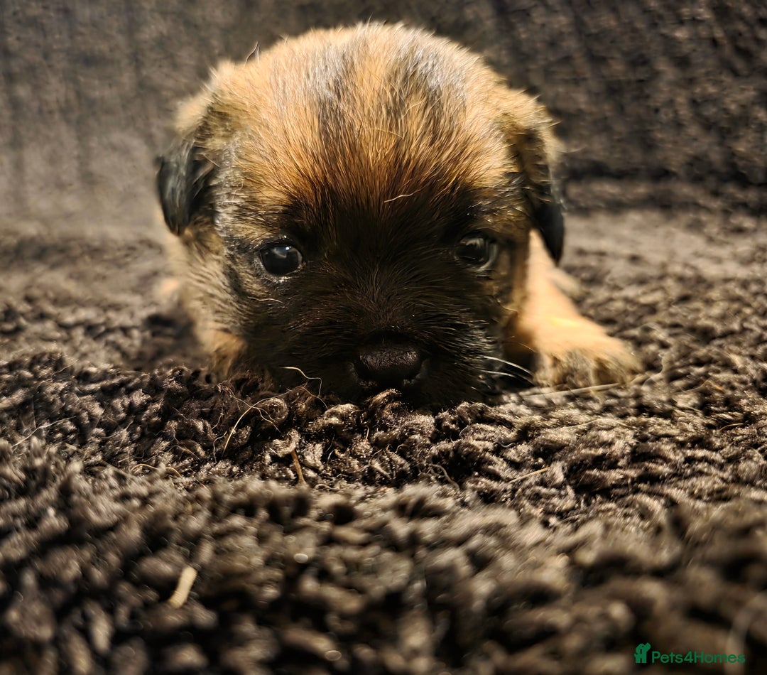 Border Terrier dogs for sale: Border Terrier Puppies - Advert 3
