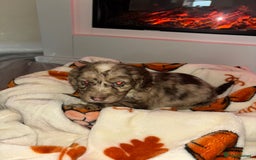 Cocker Spaniel dogs for sale: Cocker spaniel puppies - Image 17