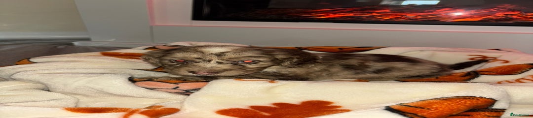 Cocker Spaniel Puppy 2