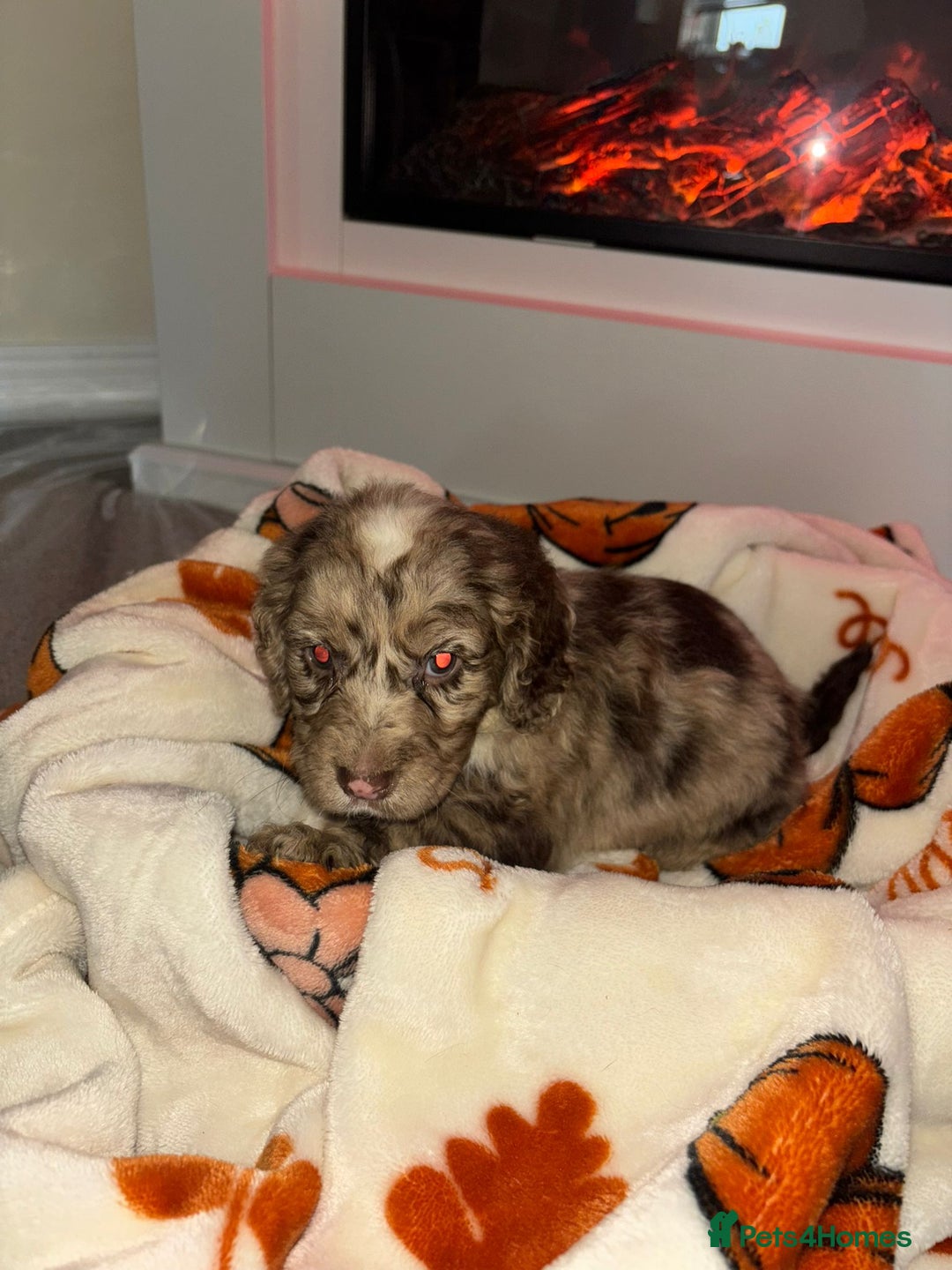 Cocker Spaniel dogs for sale: Cocker spaniel puppies - Image 17