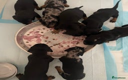 Dachshund dogs for sale: Beautiful Litter Standard Smooth Dachshunds - Advert 13