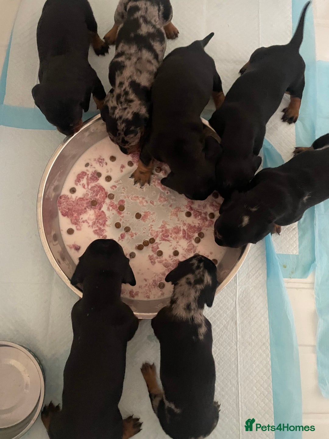 Dachshund dogs for sale: Beautiful Litter Standard Smooth Dachshunds - Advert 13