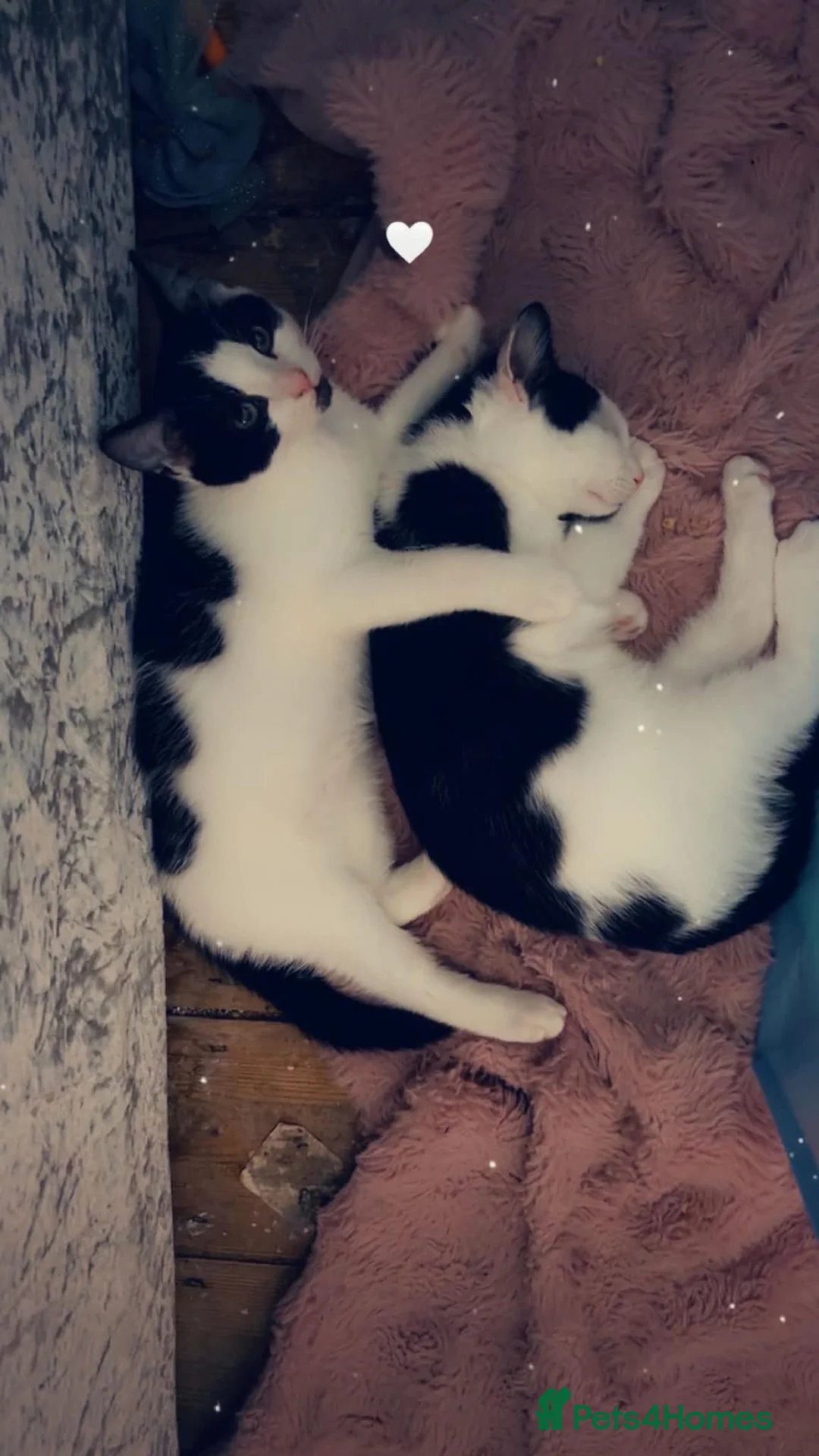 Mixed Breed cats for sale: 3 Rescue kittens with FULL MOT! 🖤🤍🖤 - Advert 1