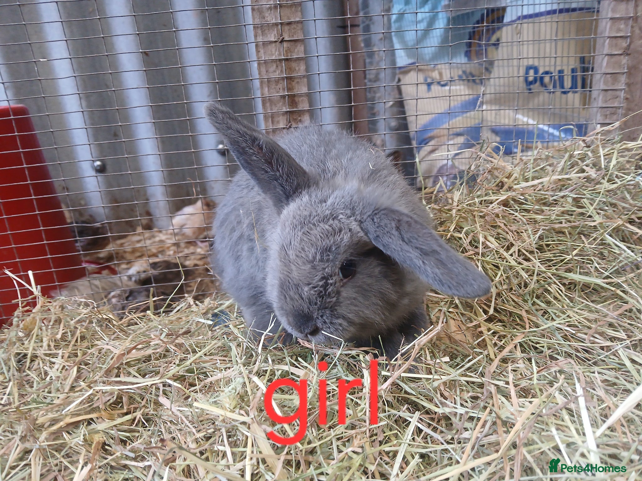 Mini Lop rabbits for sale: Mini lop bunnies - Advert 2