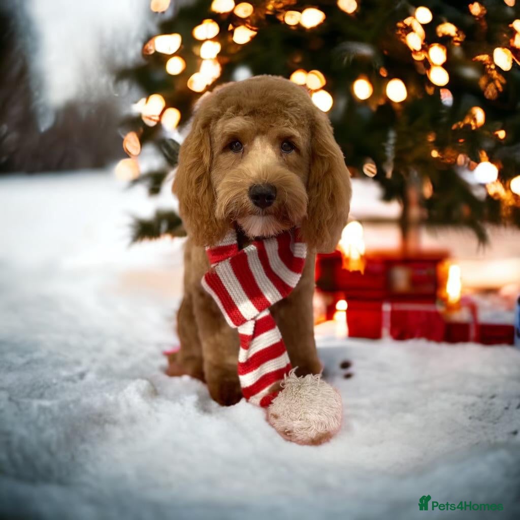 Cockapoo dogs George *STUD* F1b Miniature cockapoo in Tamworth - Advert 19