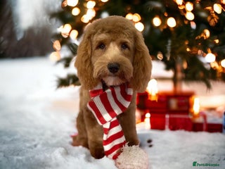 Cockapoo dogs in Tamworth - Advert 15