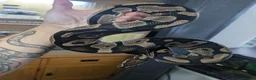 Python Snake reptiles for sale: ball python  - Advert 6