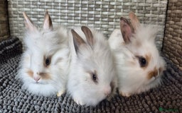 Lionhead rabbits for sale: Double Maned Lionhead Bunnies  - Image 5