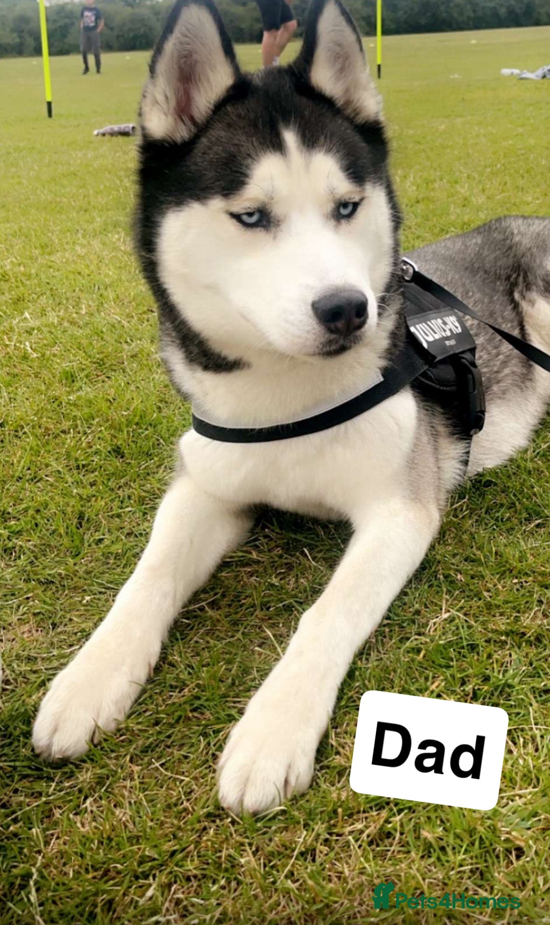 Siberian Husky dogs for sale: Husky puppies  - Image 3