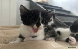 Mixed Breed cats for sale: Beautiful marking very fluffy  - Image 25
