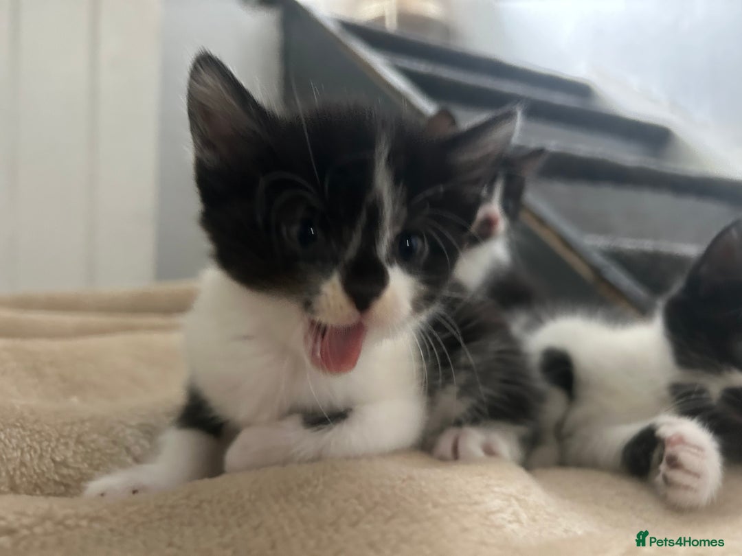 Mixed Breed cats for sale: Beautiful marking very fluffy  - Image 25