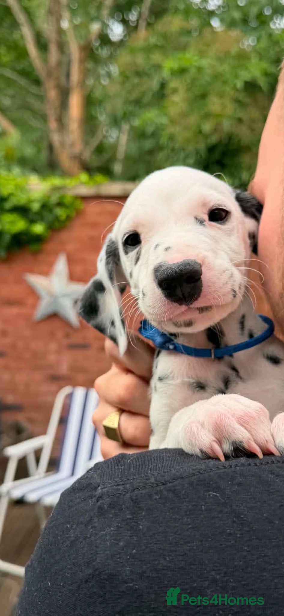 Dalmatian dogs Dalmation puppies 3 Left  - Advert 1