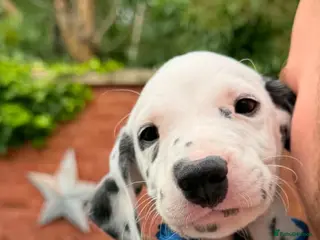 Dalmatian dogs Dalmation puppies 2 Left - Advert 9
