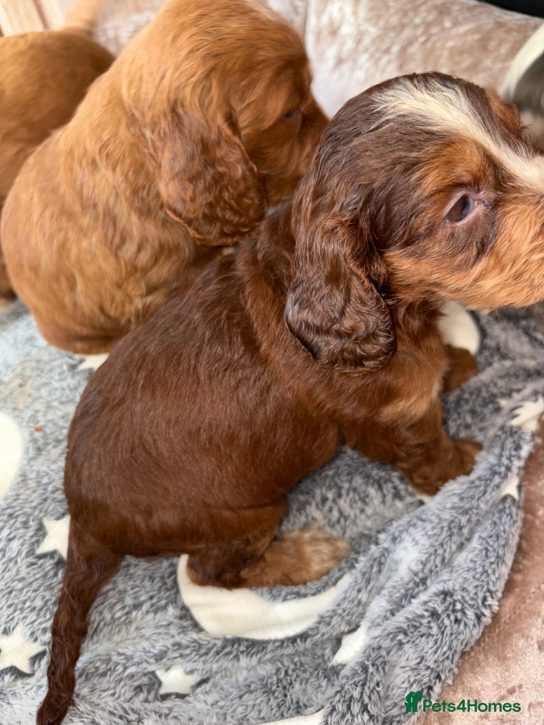 Cockapoo dogs for sale: 3 girl cockerspaniel/cockapoo pups left  - Image 9