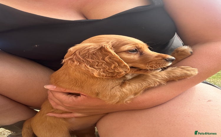 Cocker Spaniel dogs - Advert 1