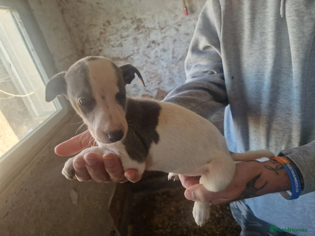 Whippet dogs for sale: Kc whippet puppies  - Advert 10